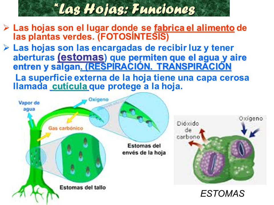 *Las Hojas: Funciones Las hojas son el lugar donde se fabrica el alimento de las plantas verdes. (FOTOSÍNTESIS)