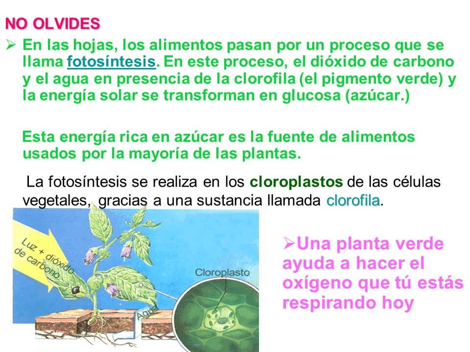 Una planta verde ayuda a hacer el oxígeno que tú estás respirando hoy
