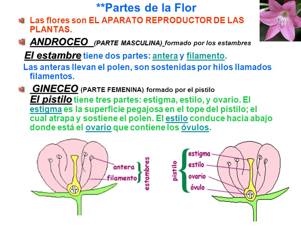 **Partes de la Flor Las flores son EL APARATO REPRODUCTOR DE LAS PLANTAS. ANDROCEO (PARTE MASCULINA) formado por los estambres.