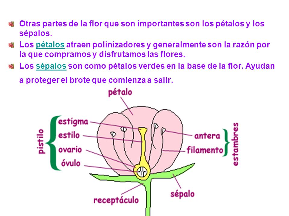 Otras partes de la flor que son importantes son los pétalos y los sépalos.