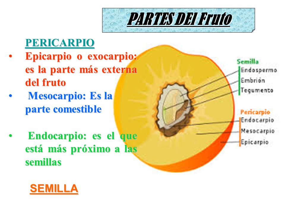 PARTES DEl Fruto PERICARPIO. Epicarpio o exocarpio: es la parte más externa del fruto. Mesocarpio: Es la parte comestible.