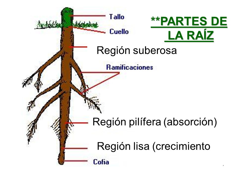 **PARTES DE LA RAÍZ Región suberosa Región pilífera (absorción)
