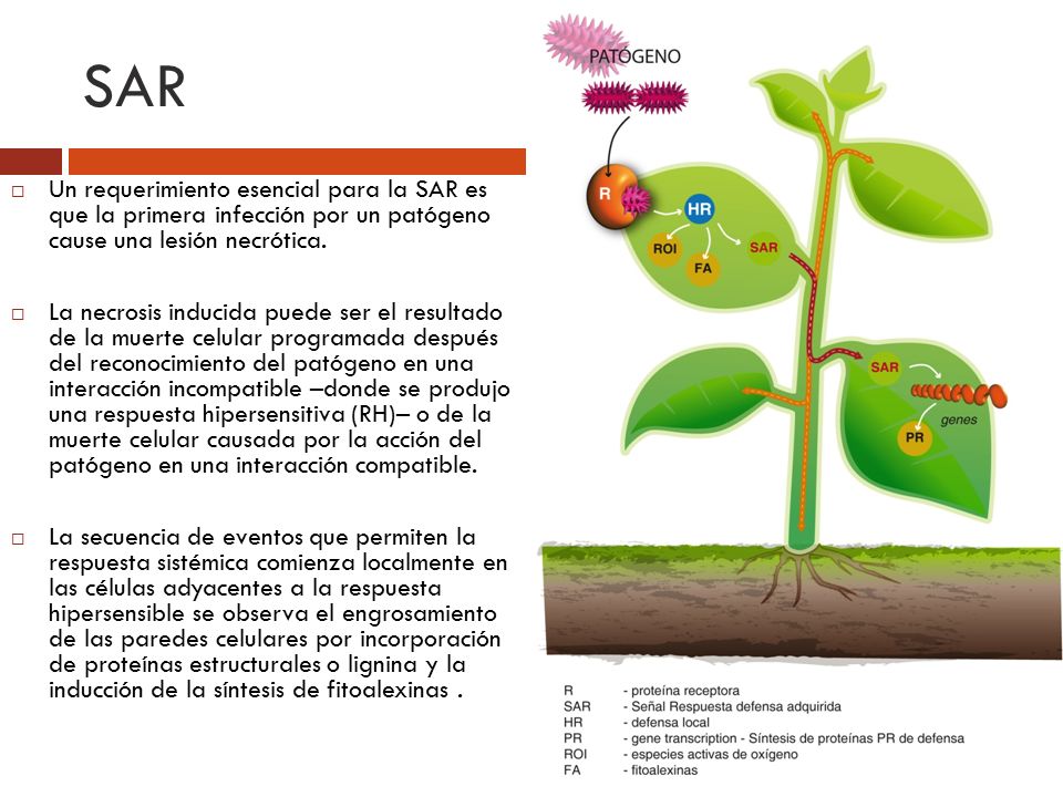 SAR Un requerimiento esencial para la SAR es que la primera infección por un patógeno cause una lesión necrótica.