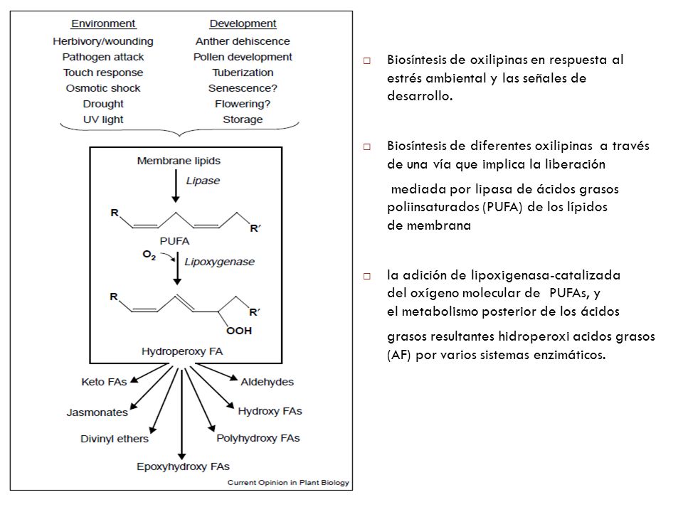 Biosíntesis de oxilipinas en respuesta al estrés ambiental y las señales de desarrollo.