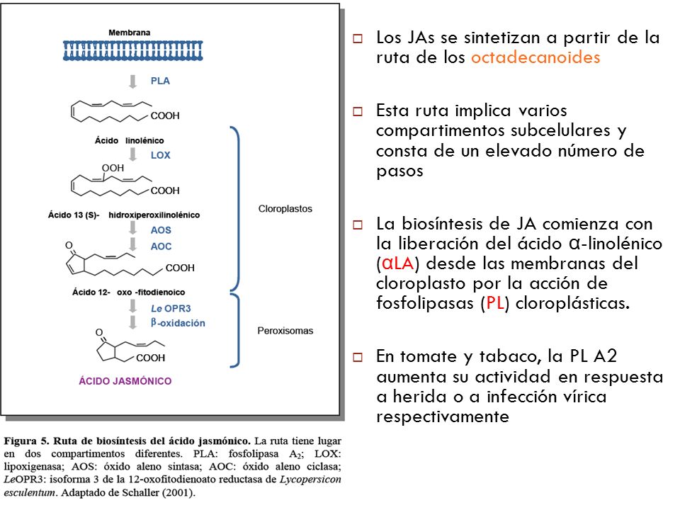 Los JAs se sintetizan a partir de la ruta de los octadecanoides