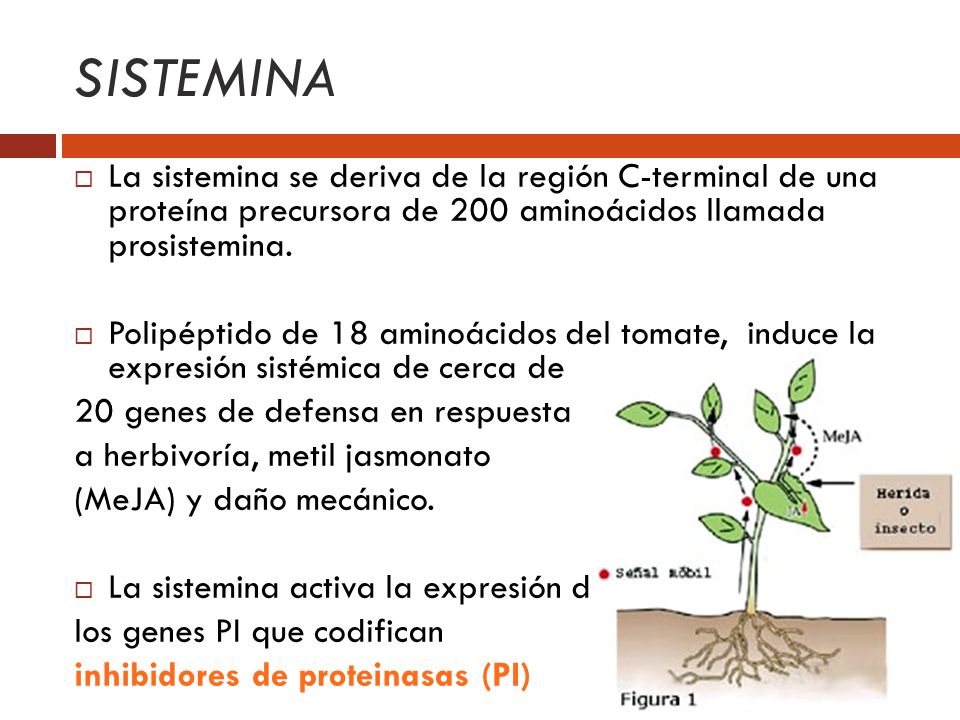 SISTEMINA La sistemina se deriva de la región C-terminal de una proteína precursora de 200 aminoácidos llamada prosistemina.