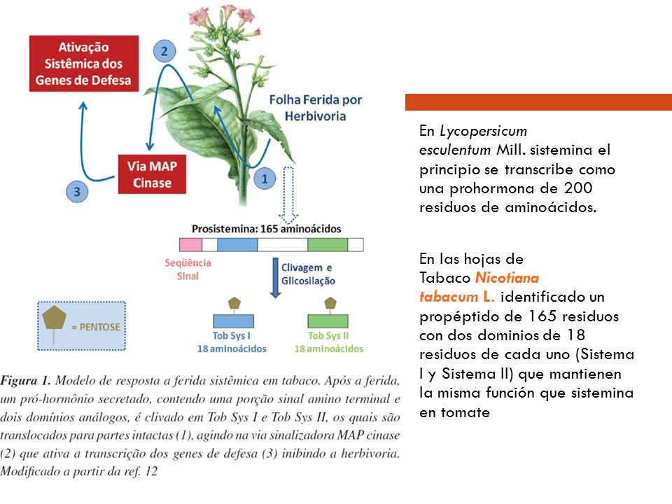 En Lycopersicum esculentum Mill