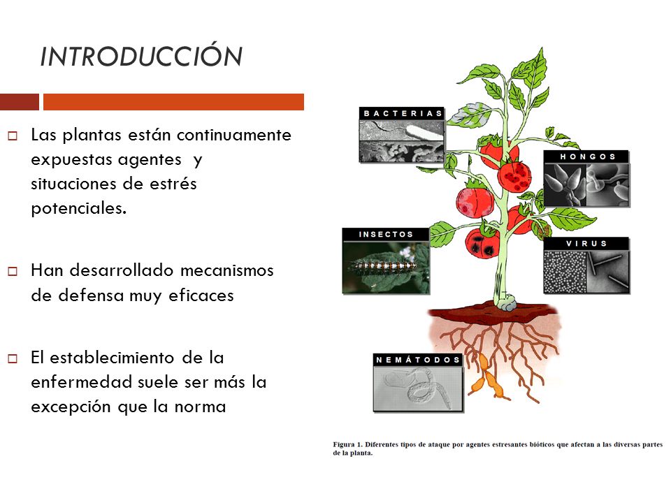 INTRODUCCIÓN Las plantas están continuamente expuestas agentes y situaciones de estrés potenciales.