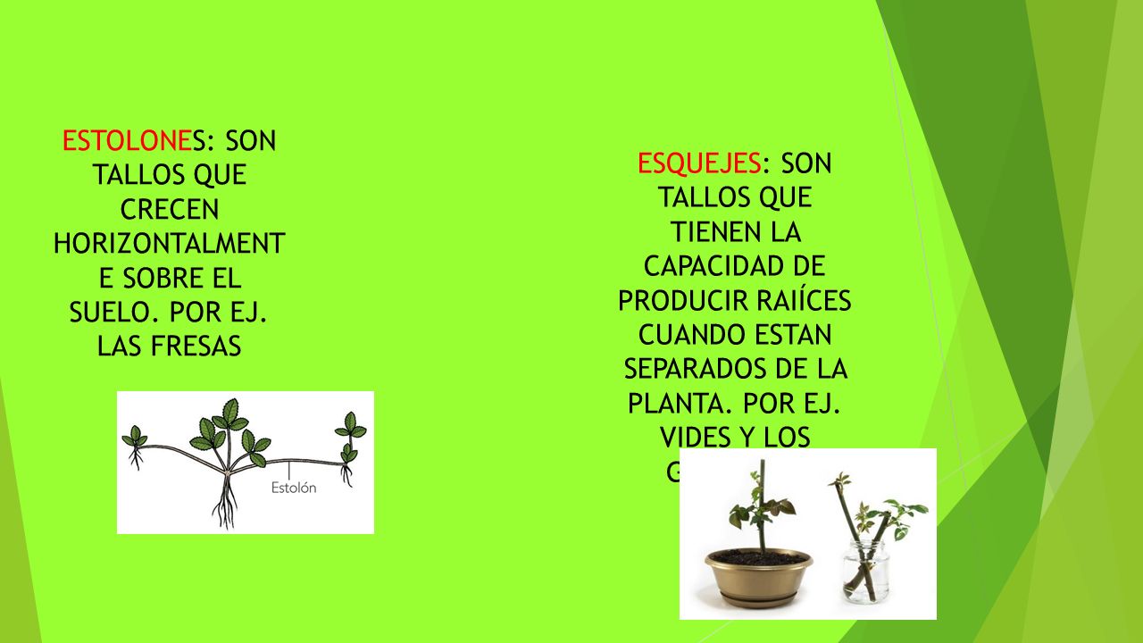 ESTOLONES: SON TALLOS QUE CRECEN HORIZONTALMENTE SOBRE EL SUELO. POR EJ. LAS FRESAS