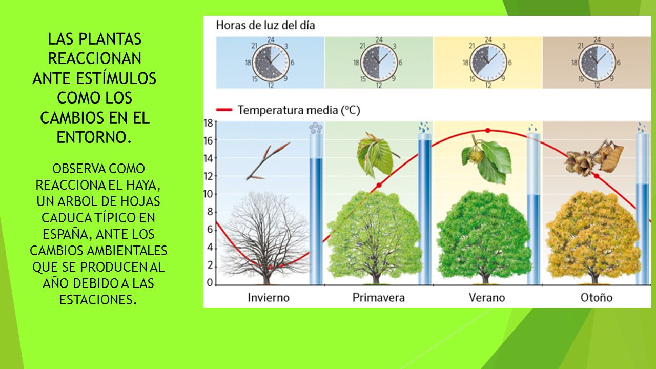 LAS PLANTAS REACCIONAN ANTE ESTÍMULOS COMO LOS CAMBIOS EN EL ENTORNO.