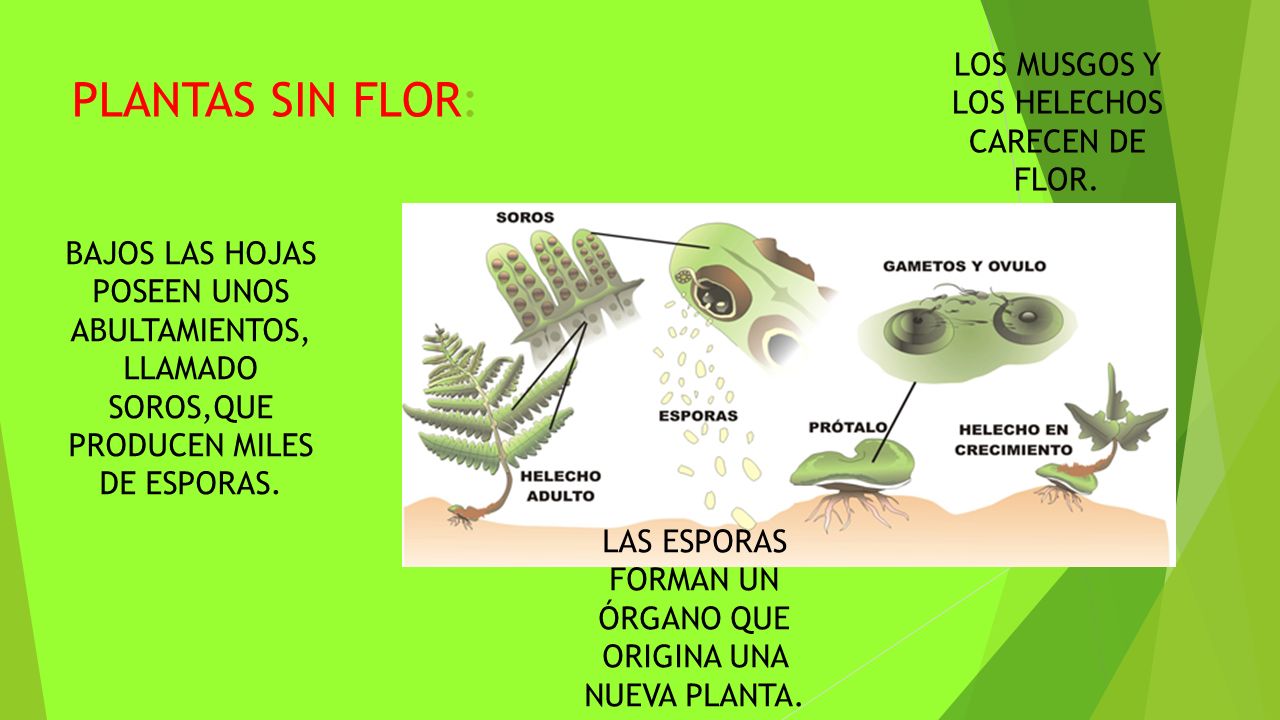 PLANTAS SIN FLOR: LOS MUSGOS Y LOS HELECHOS CARECEN DE FLOR.