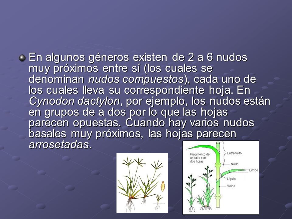 En algunos géneros existen de 2 a 6 nudos muy próximos entre sí (los cuales se denominan nudos compuestos), cada uno de los cuales lleva su correspondiente hoja.