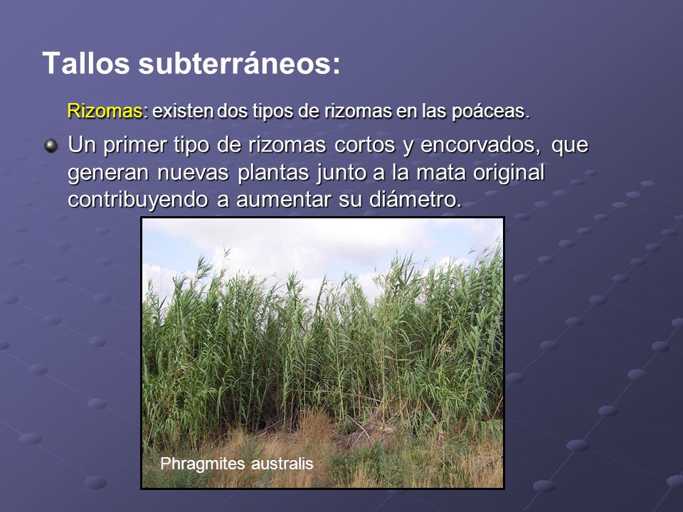 Rizomas: existen dos tipos de rizomas en las poáceas.
