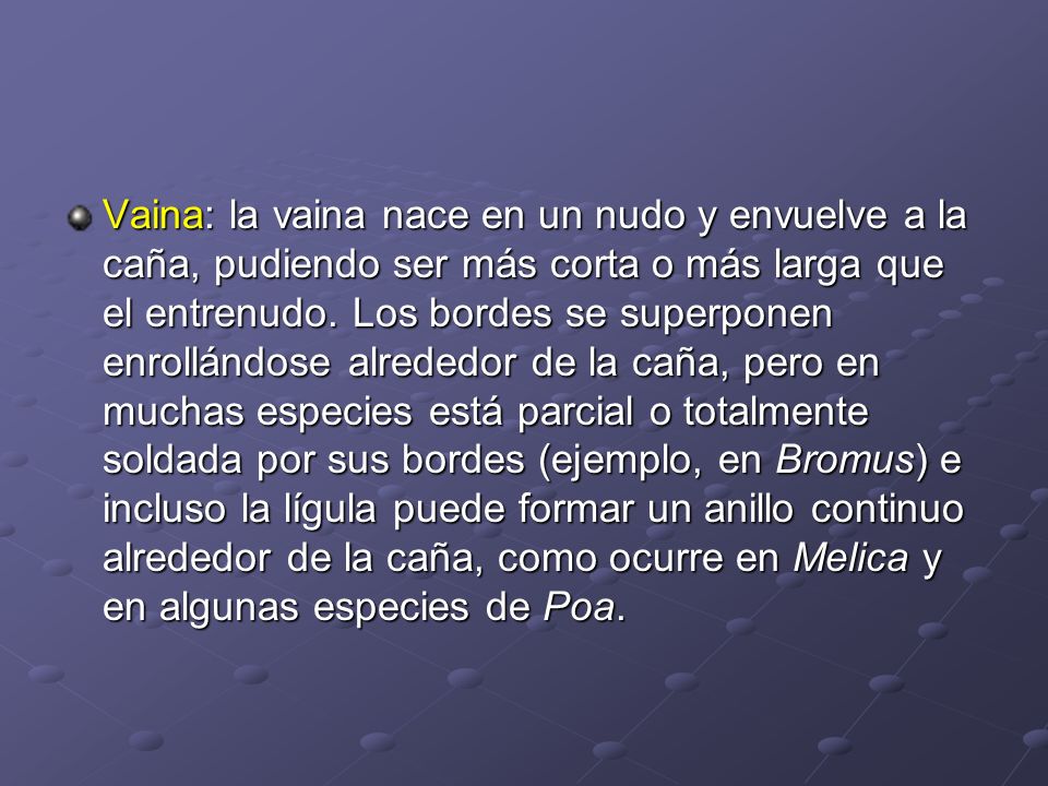 Vaina: la vaina nace en un nudo y envuelve a la caña, pudiendo ser más corta o más larga que el entrenudo.
