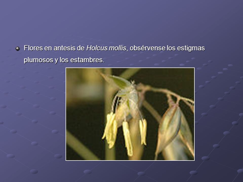 Flores en antesis de Holcus mollis, obsérvense los estigmas plumosos y los estambres.