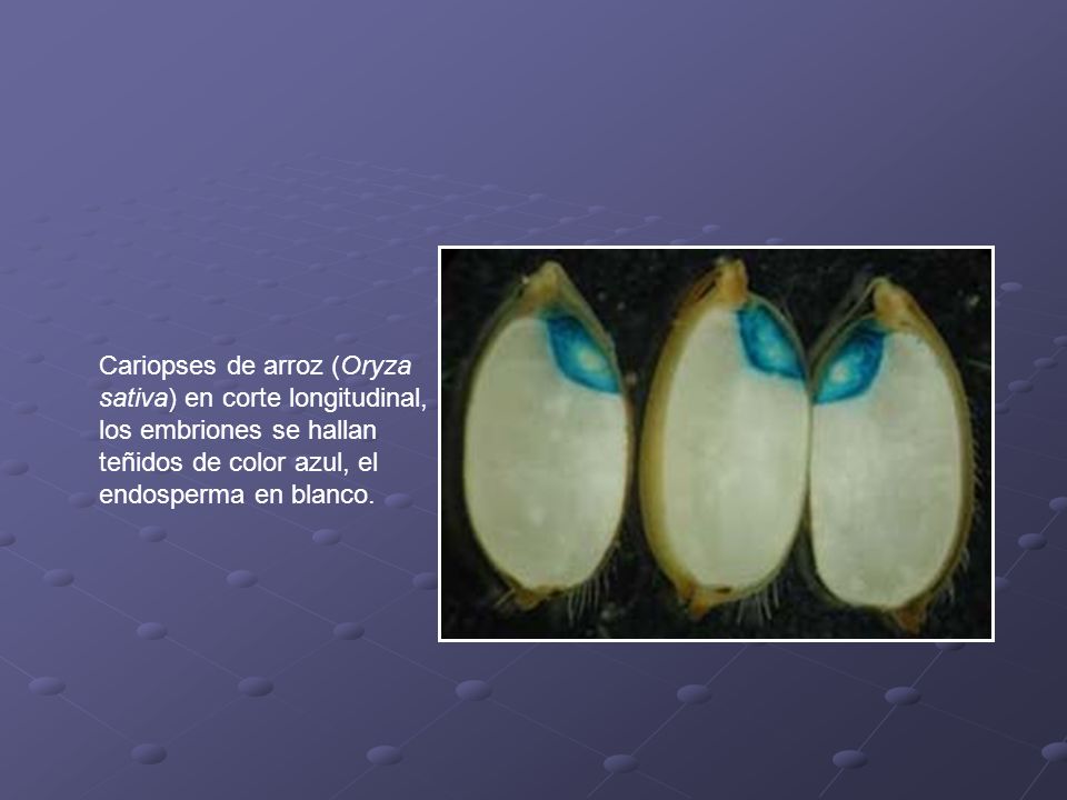 Cariopses de arroz (Oryza sativa) en corte longitudinal, los embriones se hallan teñidos de color azul, el endosperma en blanco.