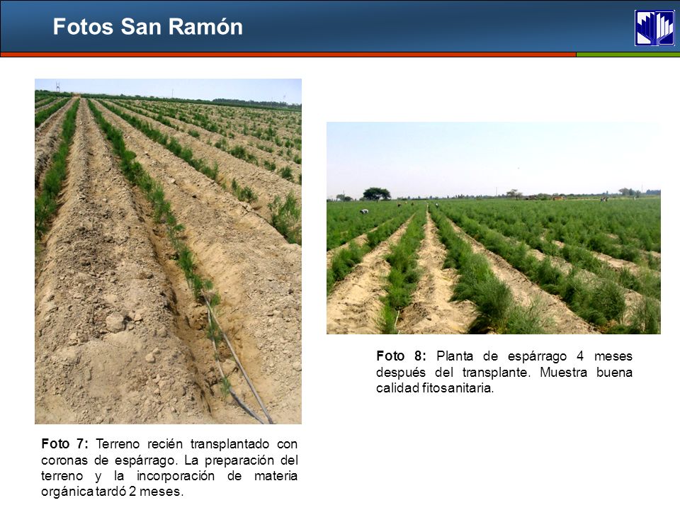 Fotos San Ramón Foto 8: Planta de espárrago 4 meses después del transplante. Muestra buena calidad fitosanitaria.