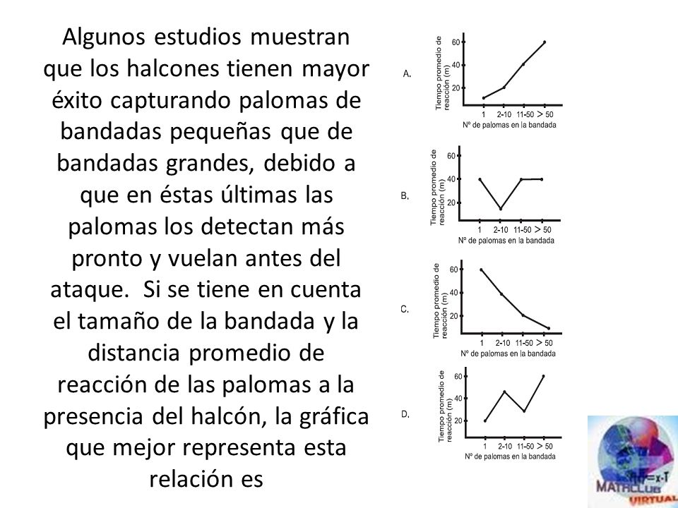 Algunos estudios muestran que los halcones tienen mayor éxito capturando palomas de bandadas pequeñas que de bandadas grandes, debido a que en éstas últimas las palomas los detectan más pronto y vuelan antes del ataque.