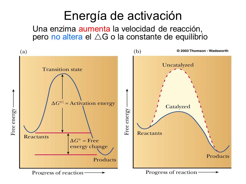 Energía de activación Una enzima aumenta la velocidad de reacción, pero no altera el G o la constante de equilibrio.