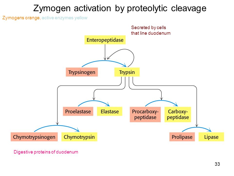 Zymogen activation by proteolytic cleavage