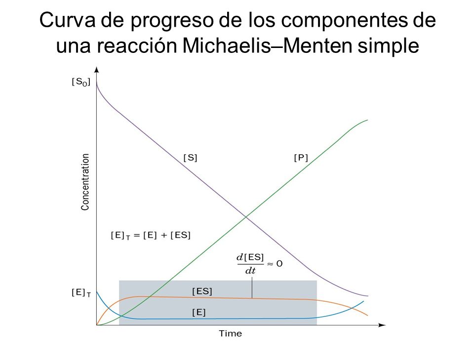 Curva de progreso de los componentes de una reacción Michaelis–Menten simple