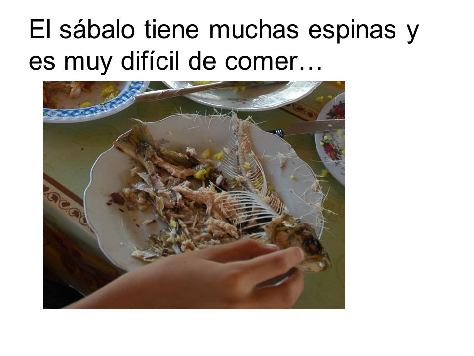 El sábalo tiene muchas espinas y es muy difícil de comer…