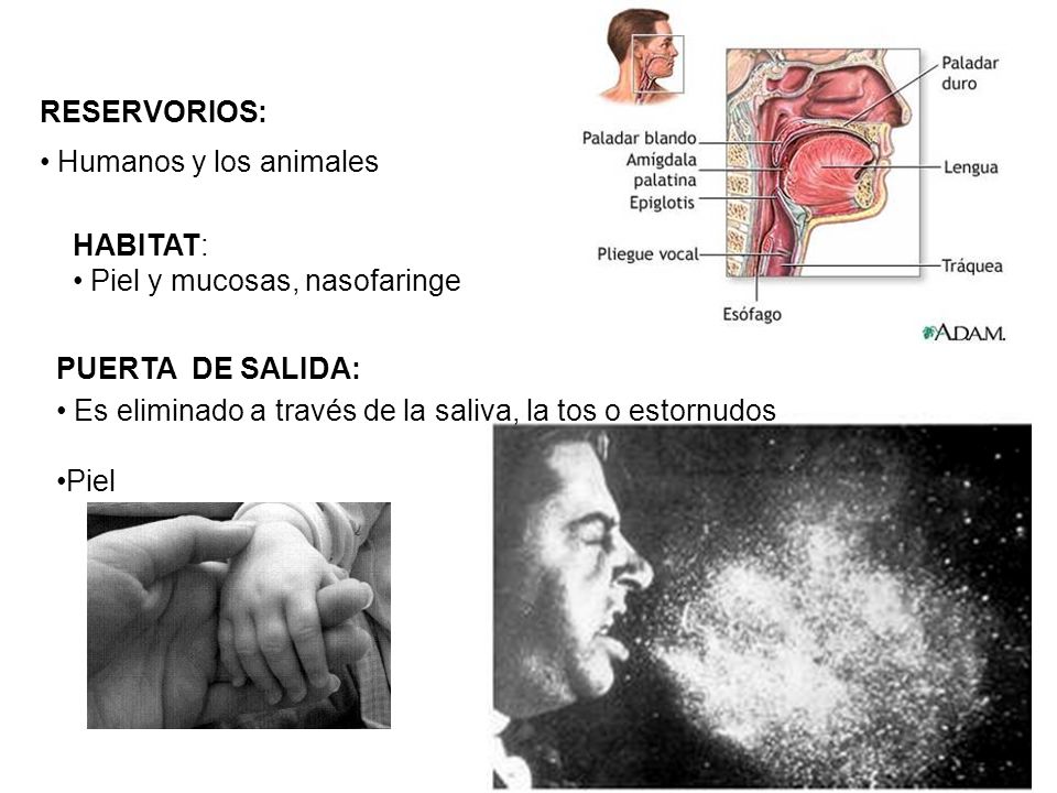 RESERVORIOS: Humanos y los animales. HABITAT: Piel y mucosas, nasofaringe. PUERTA DE SALIDA: