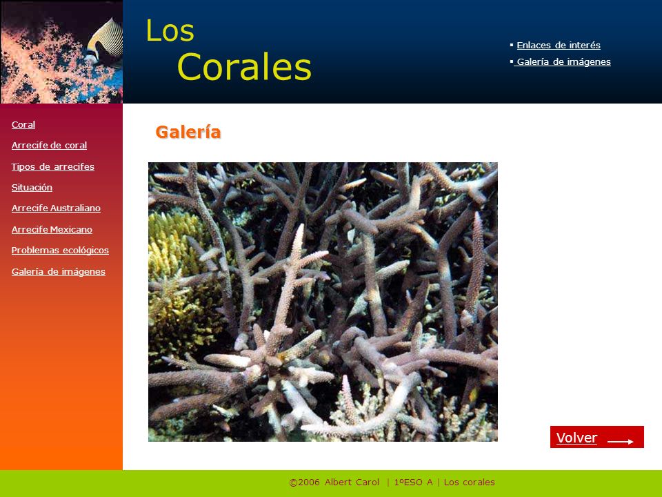 ©2006 Albert Carol | 1ºESO A | Los corales