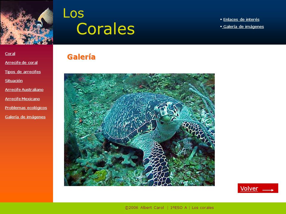 ©2006 Albert Carol | 1ºESO A | Los corales