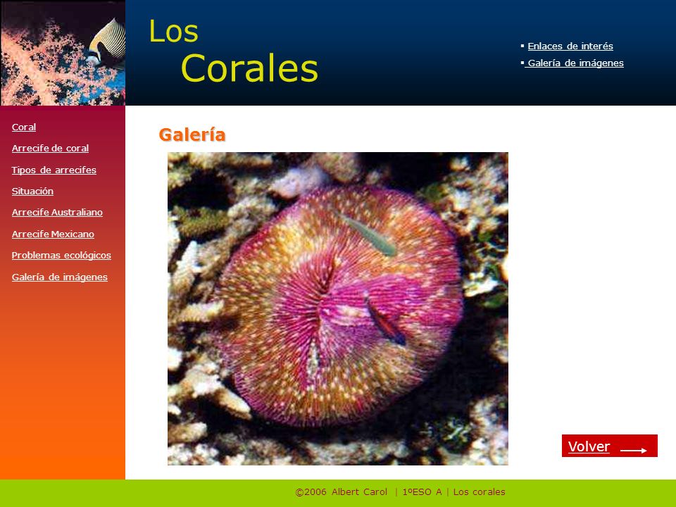 ©2006 Albert Carol | 1ºESO A | Los corales