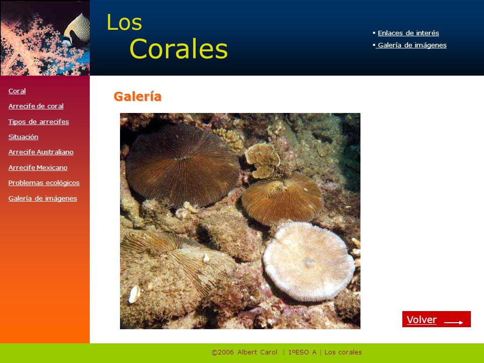 ©2006 Albert Carol | 1ºESO A | Los corales