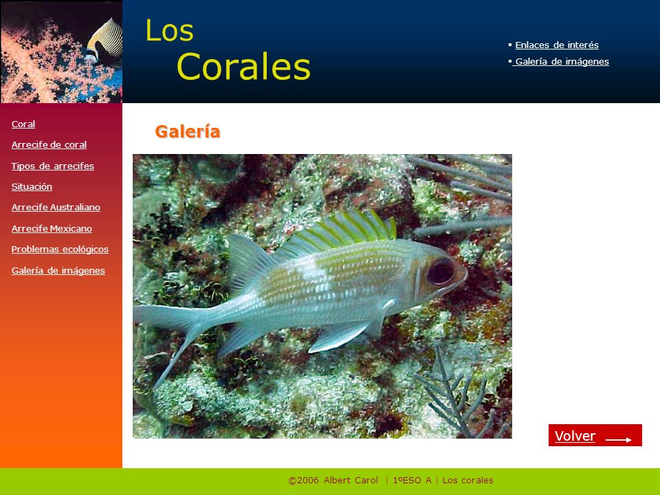 ©2006 Albert Carol | 1ºESO A | Los corales