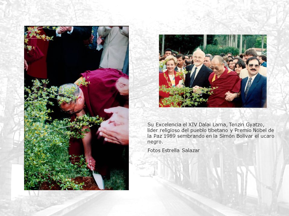 Su Excelencia el XIV Dalai Lama, Tenzin Gyatzo, líder religioso del pueblo tibetano y Premio Nóbel de la Paz 1989 sembrando en la Simón Bolívar el ucaro negro.