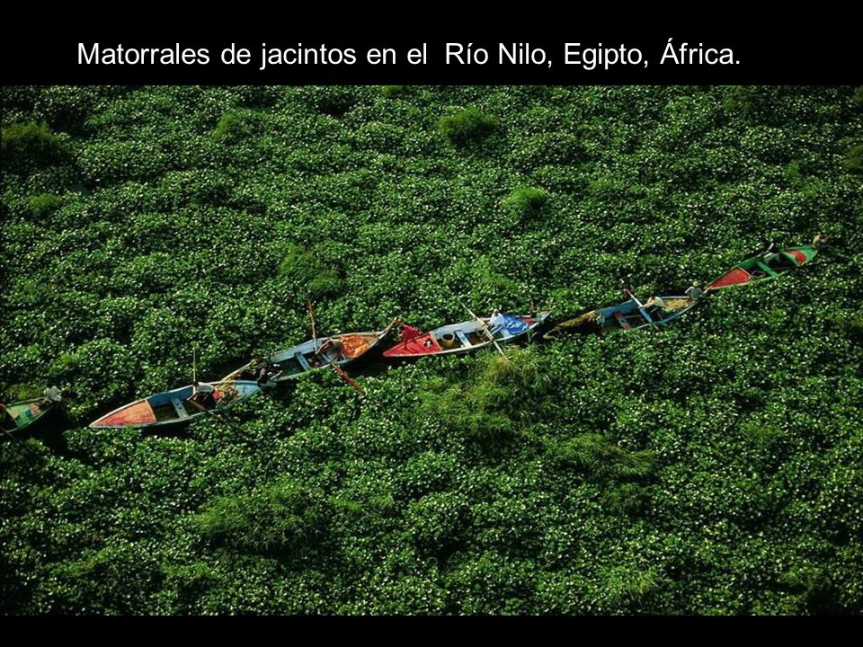 Matorrales de jacintos en el Río Nilo, Egipto, África.