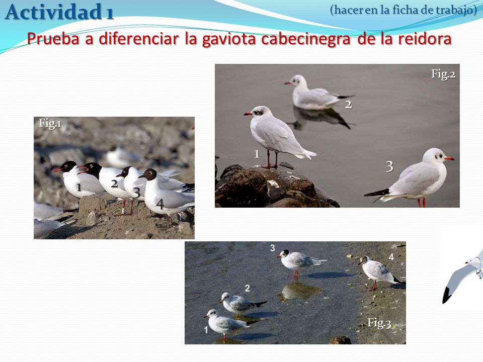 Prueba a diferenciar la gaviota cabecinegra de la reidora