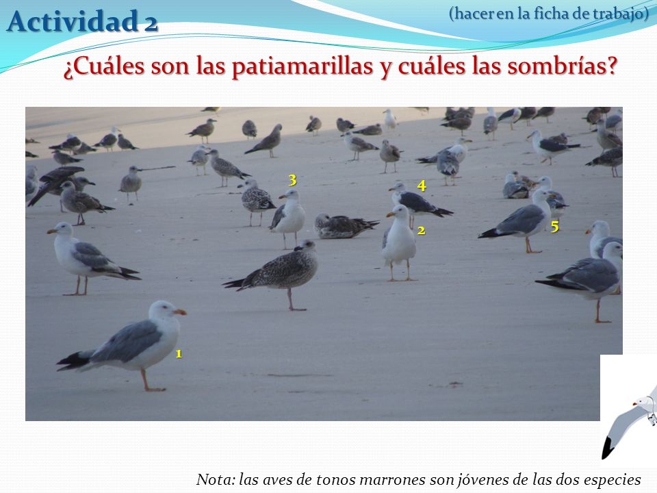 Actividad 2 ¿Cuáles son las patiamarillas y cuáles las sombrías