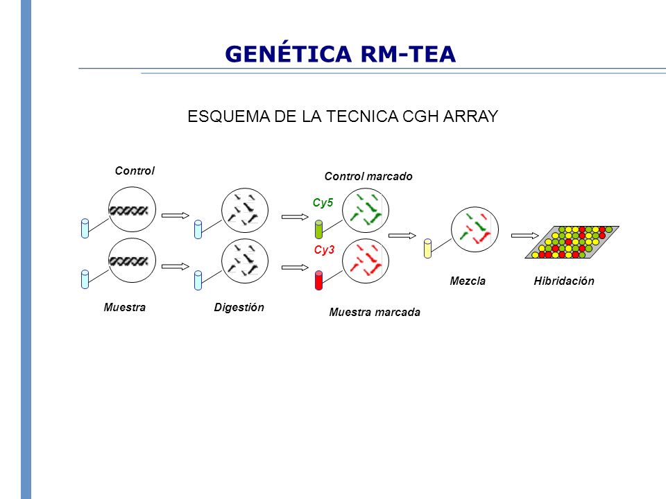 GENÉTICA RM-TEA ESQUEMA DE LA TECNICA CGH ARRAY Hibridación Mezcla