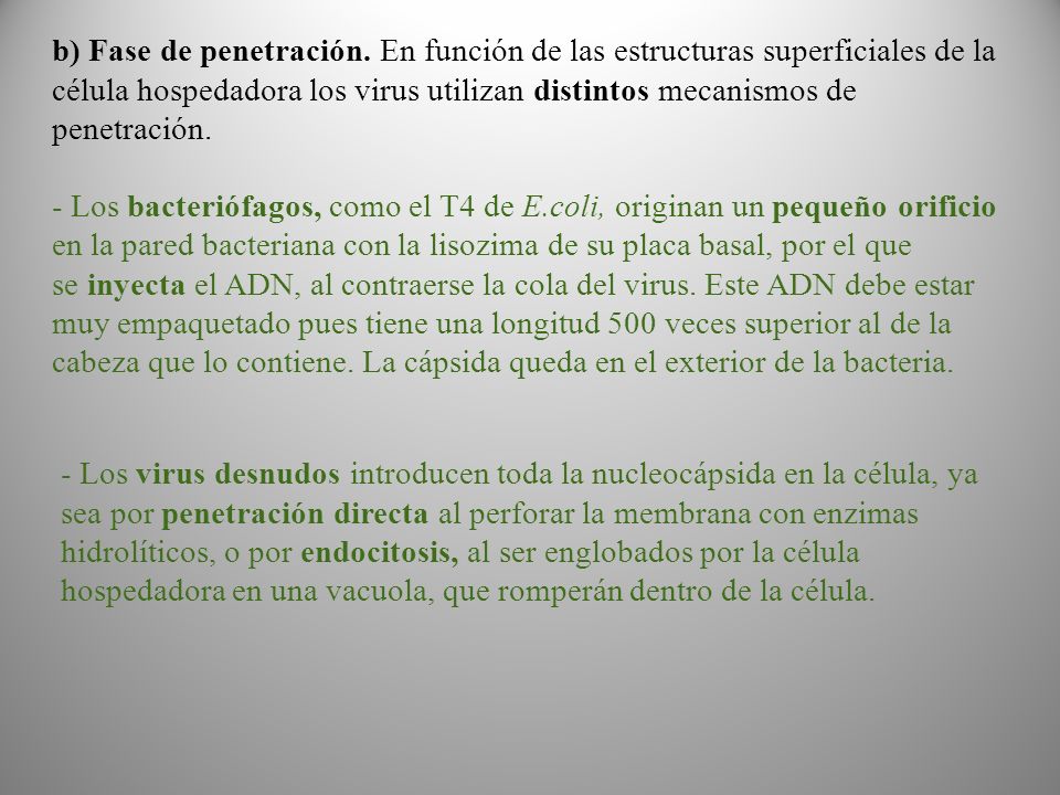 b) Fase de penetración. En función de las estructuras superficiales de la célula hospedadora los virus utilizan distintos mecanismos de penetración.