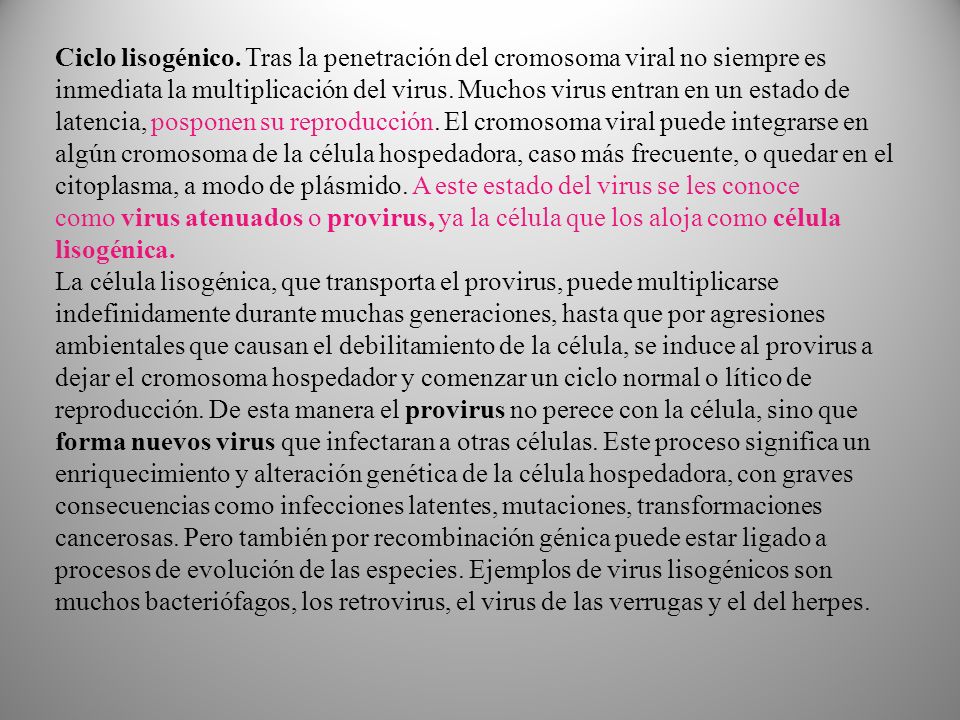 Ciclo lisogénico. Tras la penetración del cromosoma viral no siempre es inmediata la multiplicación del virus. Muchos virus entran en un estado de latencia, posponen su reproducción. El cromosoma viral puede integrarse en algún cromosoma de la célula hospedadora, caso más frecuente, o quedar en el citoplasma, a modo de plásmido. A este estado del virus se les conoce como virus atenuados o provirus, ya la célula que los aloja como célula lisogénica.