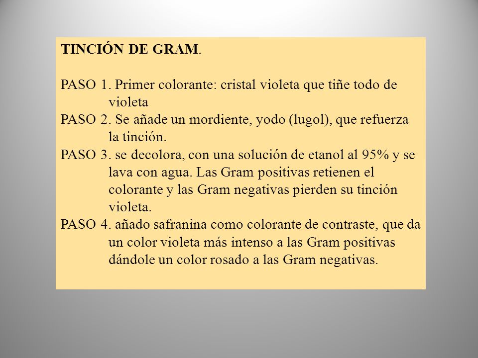 TINCIÓN DE GRAM. PASO 1. Primer colorante: cristal violeta que tiñe todo de violeta.