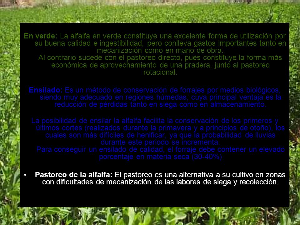 En verde: La alfalfa en verde constituye una excelente forma de utilización por su buena calidad e ingestibilidad, pero conlleva gastos importantes tanto en mecanización como en mano de obra. Al contrario sucede con el pastoreo directo, pues constituye la forma más económica de aprovechamiento de una pradera, junto al pastoreo rotacional.
