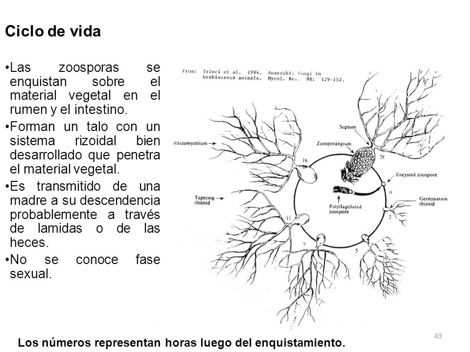 Ciclo de vida Las zoosporas se enquistan sobre el material vegetal en el rumen y el intestino.