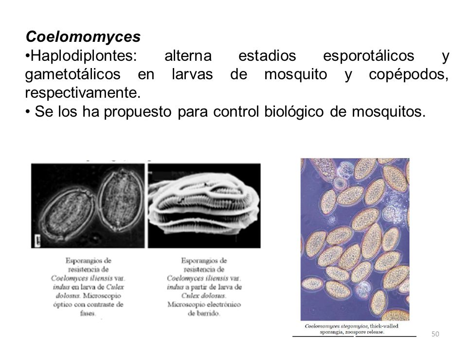 Coelomomyces •Haplodiplontes: alterna estadios esporotálicos y gametotálicos en larvas de mosquito y copépodos, respectivamente.