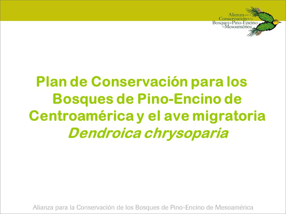 Plan de Conservación para los Bosques de Pino-Encino de Centroamérica y el ave migratoria Dendroica chrysoparia