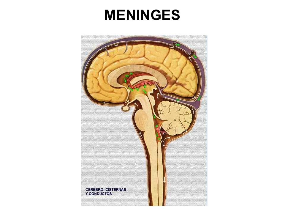 MENINGES