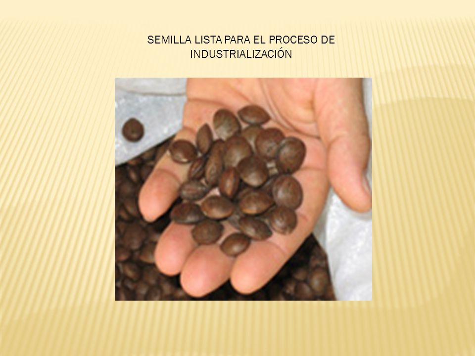 SEMILLA LISTA PARA EL PROCESO DE INDUSTRIALIZACIÓN