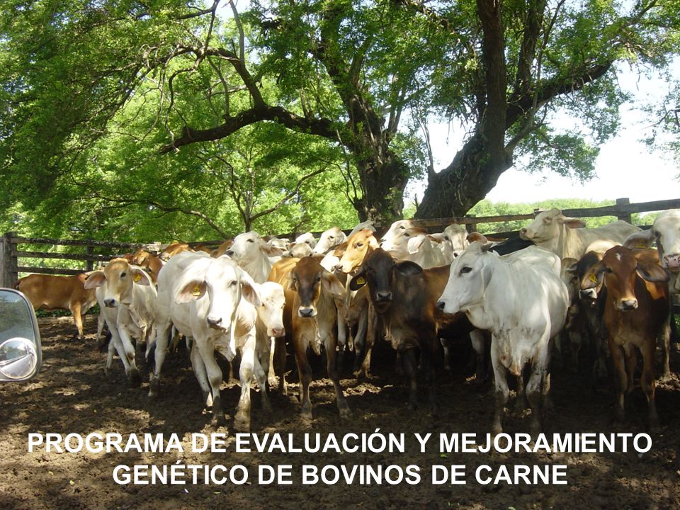 PROGRAMA DE EVALUACIÓN Y MEJORAMIENTO GENÉTICO DE BOVINOS DE CARNE