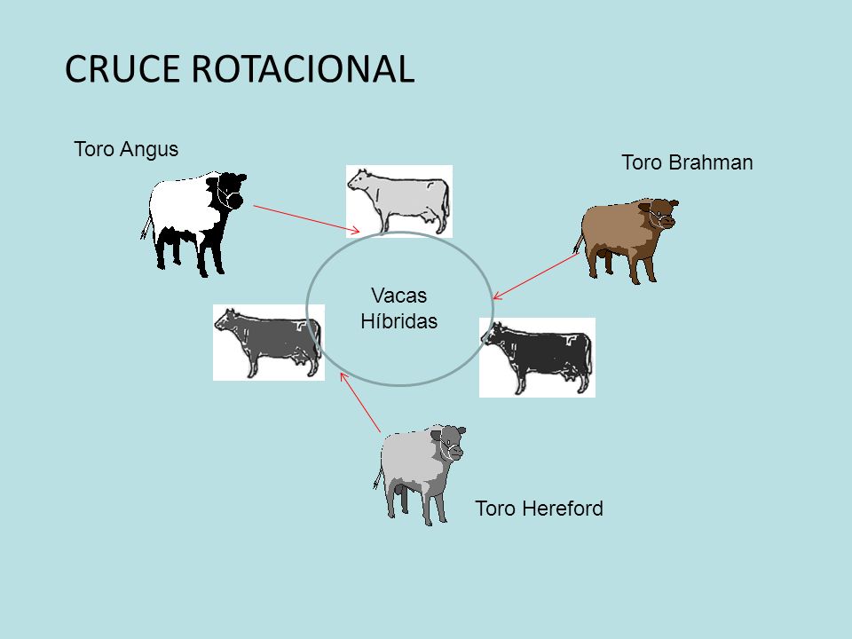 CRUCE ROTACIONAL Vacas Híbridas Toro Angus Toro Brahman Toro Hereford