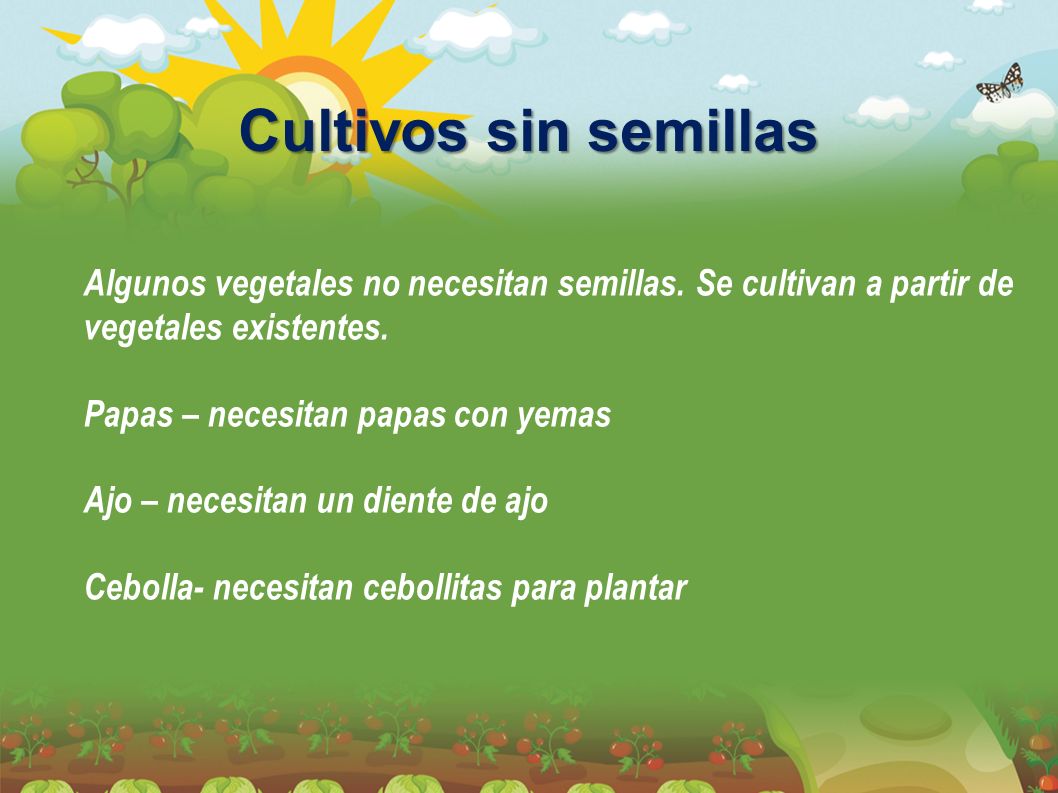 Cultivos sin semillas Algunos vegetales no necesitan semillas. Se cultivan a partir de vegetales existentes.