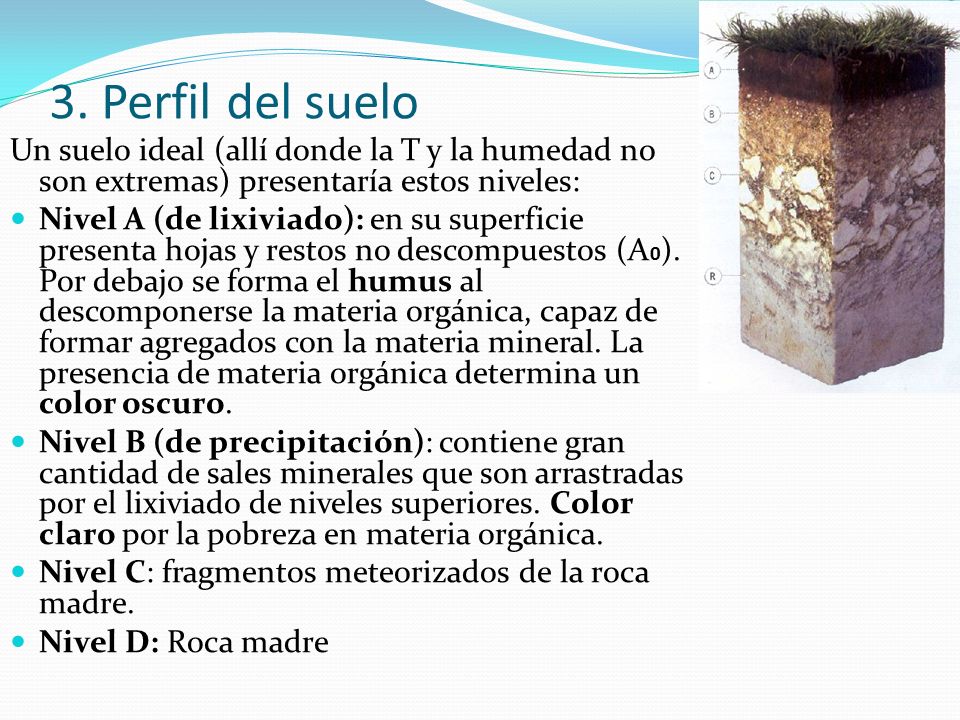 3. Perfil del suelo Un suelo ideal (allí donde la T y la humedad no son extremas) presentaría estos niveles: